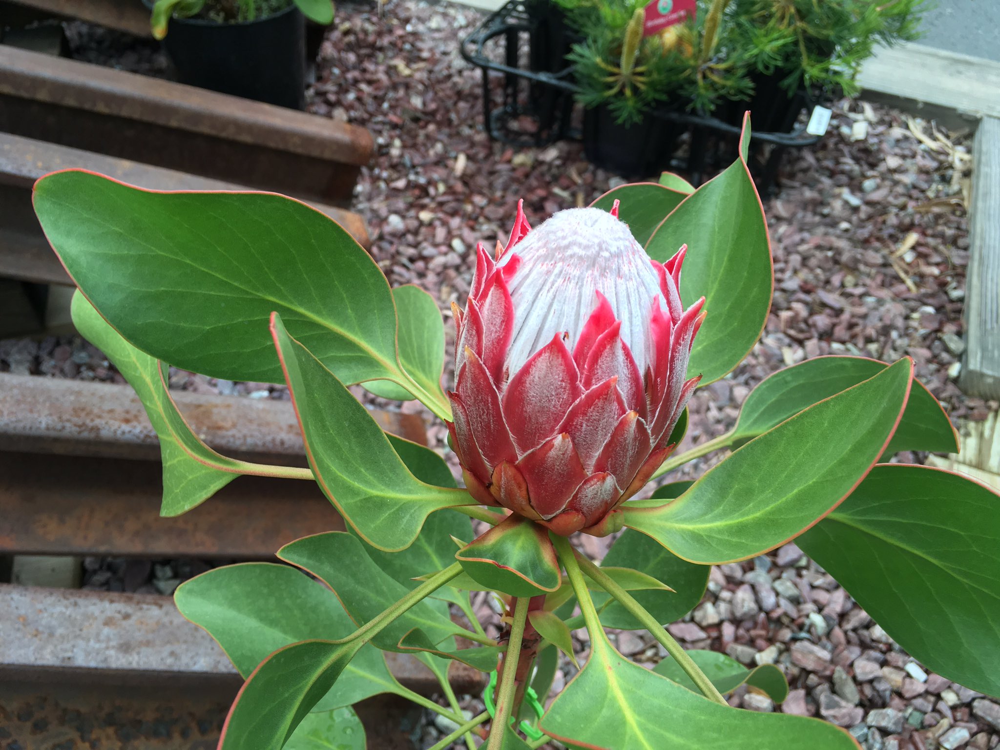 ジョイフル本田 ガーデンセンター ガーデンセンター群馬千代田店 個性的な南半球の植物 プロテア リトルプリンス ハニーグロウ バンクシア スワンプ オブロンギフォリア お花も 価格も 珍しい個性的な植物達の花芽付の が少量ございます ご