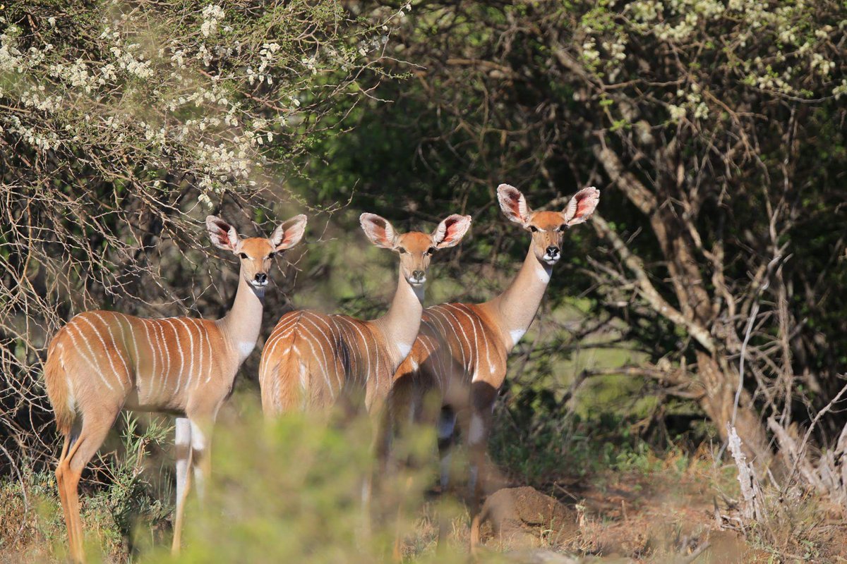 finchhattons's tweet photo. Happy International Day of Friendship from your friends at Finch Hattons!

#friendshipday #lesserkudu #finchhattons #tsavonationalpark https://t.co/ylDQUZt6wb