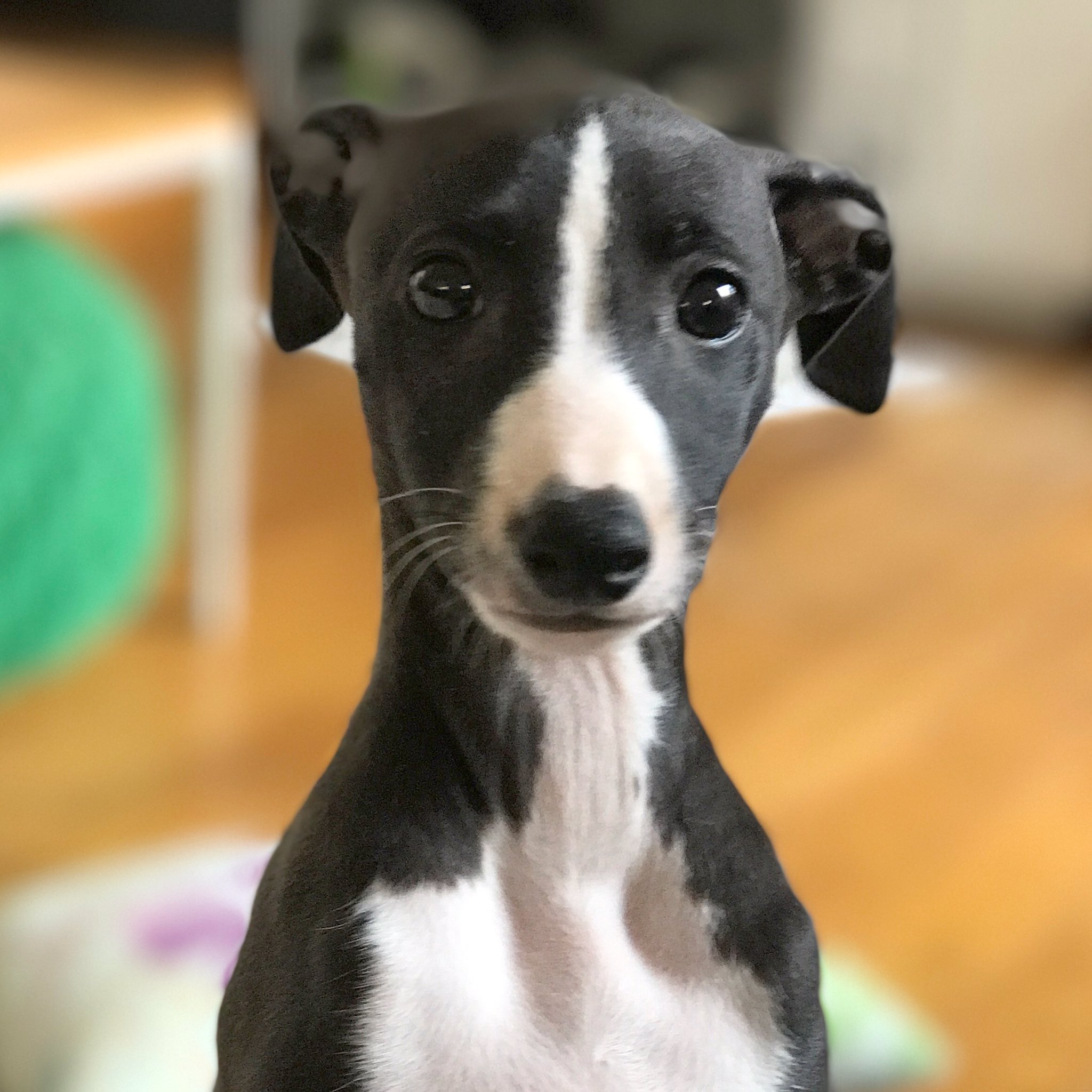 whippig Steve Cluett on X: "Hey I'm Bowie. I'm a Whippig - 3/4 Italian Greyhound  and 1/4 Whippet, entirely bonkers. Oh and I'm on Instagram @bowie.the. whippig #iggy https://t.co/JaE8k3qoq7" / X