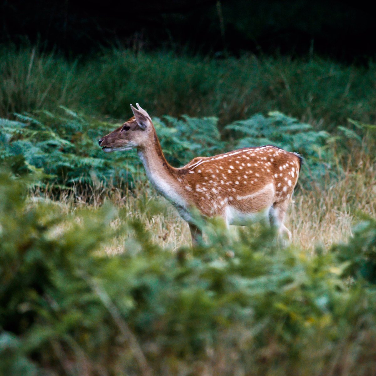 A wild Deer in the New Forest National Park. #NewForest #VisitEngland #LoveGreatBritian #ThePhotoHour