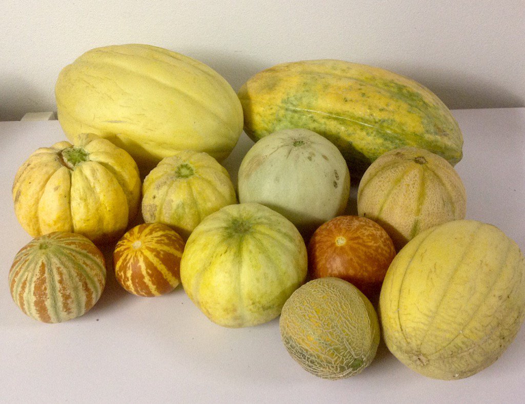 morenomonegato's tweet photo. #melons #oldseed #orto #allotment #seedsaversitalia #biodiversity
antichi meloni introvabili https://t.co/AIAnyRk5tJ