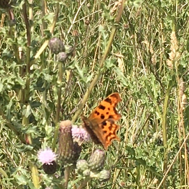 cuxhaminbloom's tweet photo. Large White, Gatekeeper, Common Blue, Comma. Barometers of #nature short lifecycles respond quickly to #climatechange  #ButterflyCount https://t.co/XpnLDJaEKO