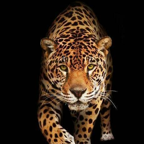 lamajohnmark's tweet photo. That's me Niger's https://t.co/nwfy21l2XP