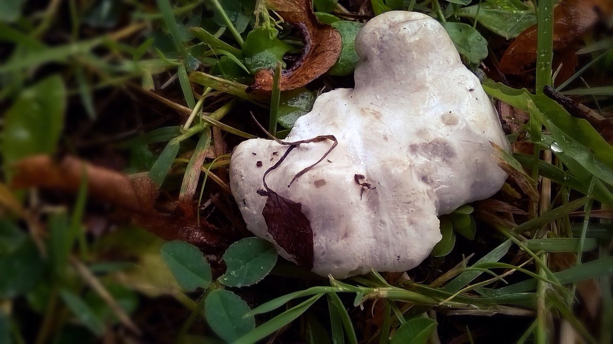 LeeeBurrows's tweet photo. The Miller mushrooms starting to pop up https://t.co/TENC6JY7fv