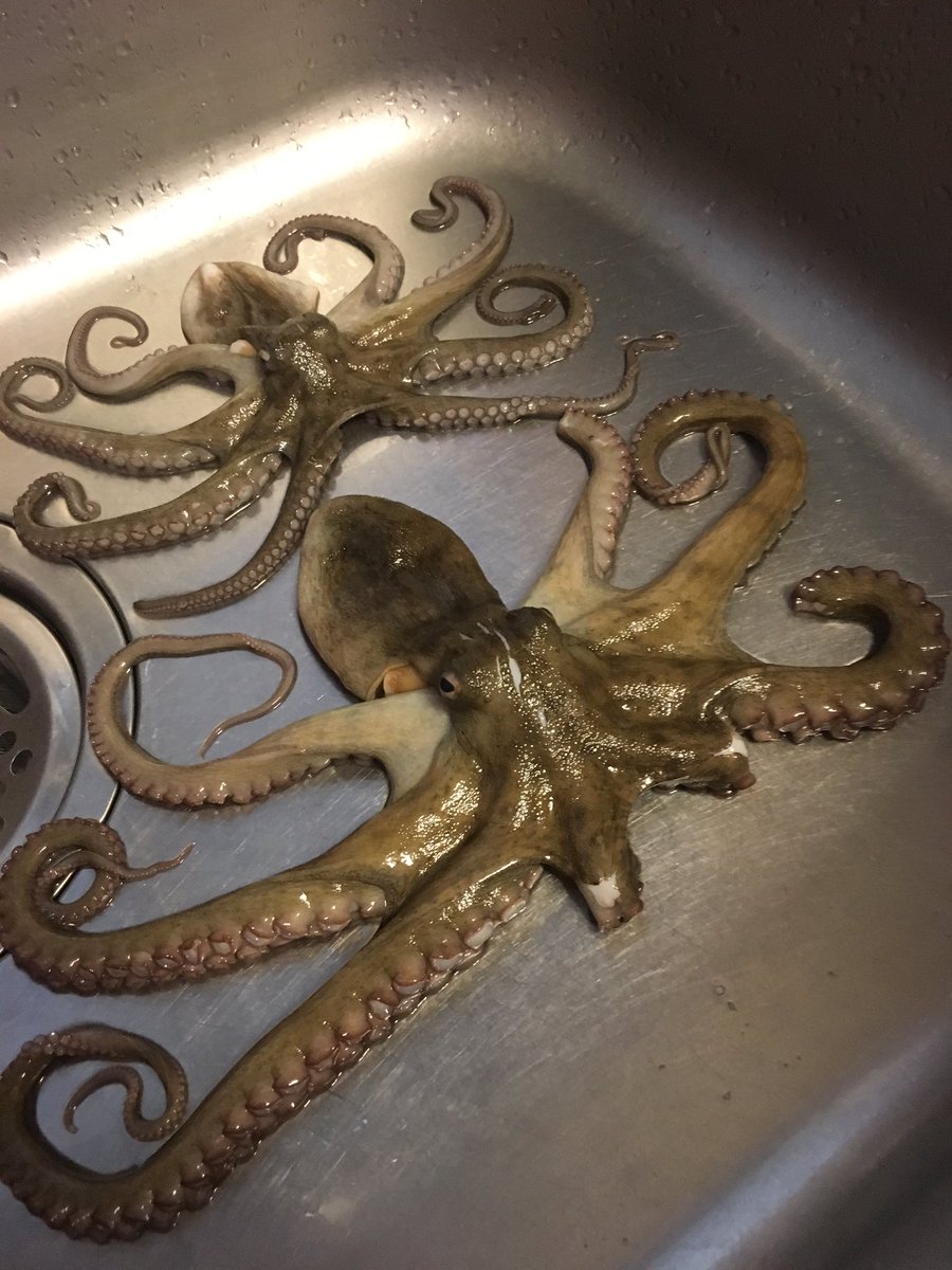 Ha タコが釣れた 足二本喰われてるし おれの分が タコエギ 浜名湖 タコ釣り さっと湯通し 採れたてだからこその味わい Ha タコが釣れた 足二本喰われてるし おれの分が タコエギ 浜名湖 タコ釣り さっと湯通し 採れたてだからこその味わい