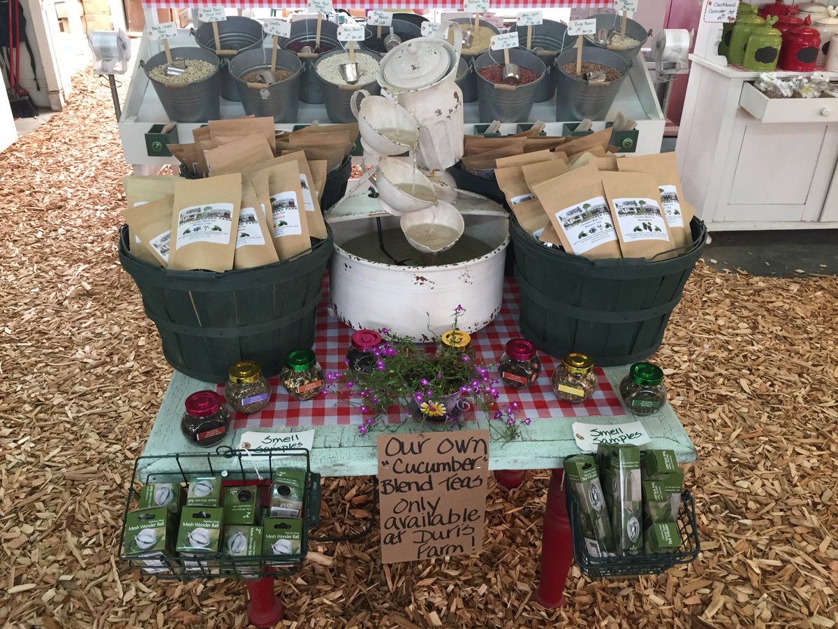 Cucumber tea at a cucumber farm? Seriously? Okay... Why not?