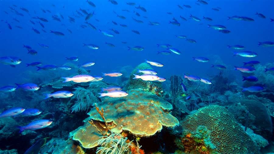 cousinisland's tweet photo. #Fish #spawningzones now protected in US South Atlantic waters #fishspawningaggregations @pewenvironment #MPA 
https://t.co/QN4zXgtBFo https://t.co/YXCfbYizUV