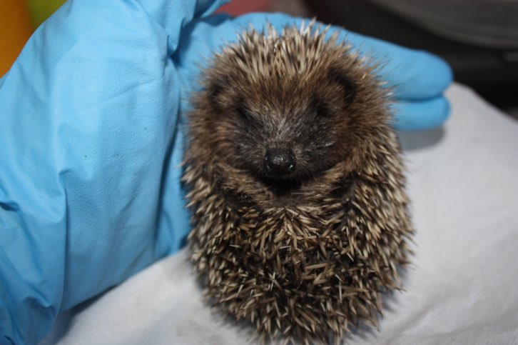 On the 19th &amp; 20th we're hosting a charity event where all money from Charity Pot Body Lotion will go to Suffolk Prickles Hedgehod Rescue!