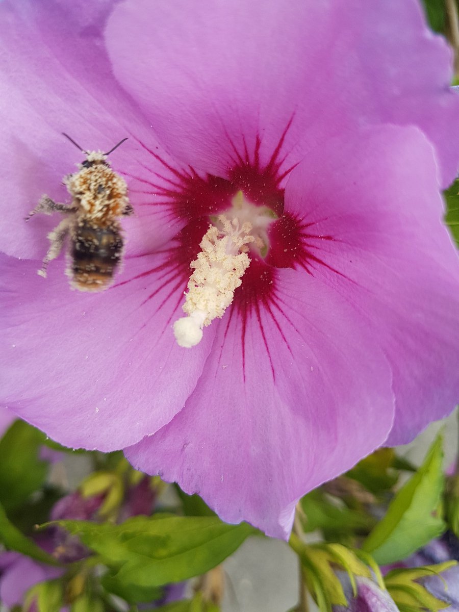 AJGeertsema's tweet photo. Thief! #nature #photography #bumblebee #flower https://t.co/n3G1FQJhqL