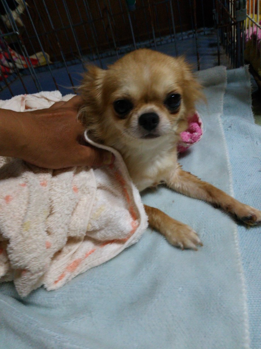 ブリーダーお休み中です チワワ専門ふかたに犬舎 いろはを洗いました 15年3月22日産まれ 父親 あっぱれ君 キャラメルボックス様所有 母親 まり フォーン牝 名前はいろは