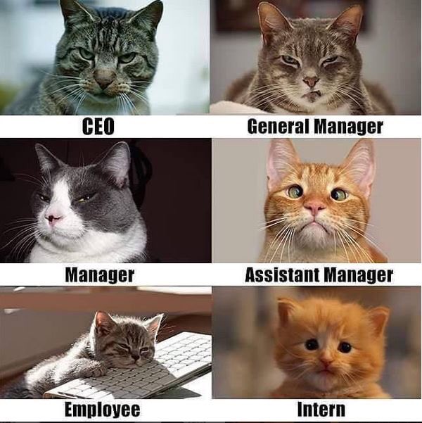 c0da86's tweet photo. π #ceo #CatsOfTwitter #cats #fun #whoistheceo #developersfun #management #kitty https://t.co/N3BW6OHZ62