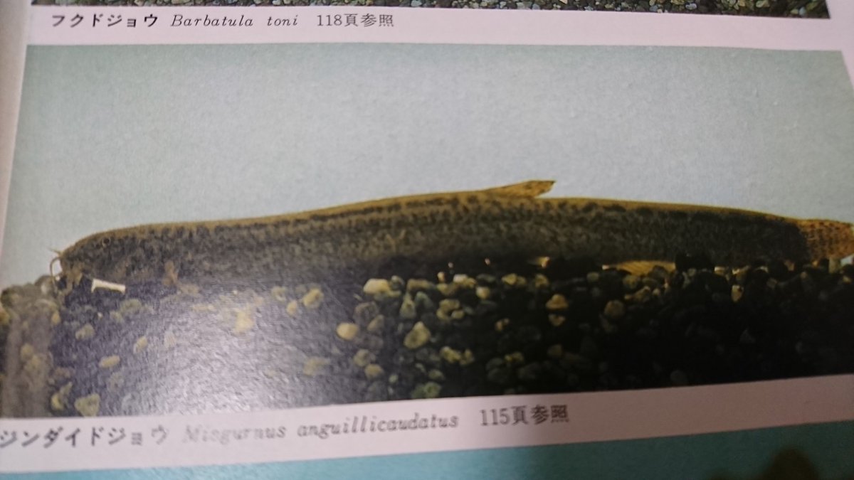 あつ 森 どじょう あつまれどうぶつの森 あつ森 の魚の釣り方を徹底解説 魚の出現条件は 場所は トレンドロイド あつ 森 どじょう あつまれどうぶつの森 あつ森 の魚の釣り方を徹底解説 魚の出現条件は 場所は トレンドロイド