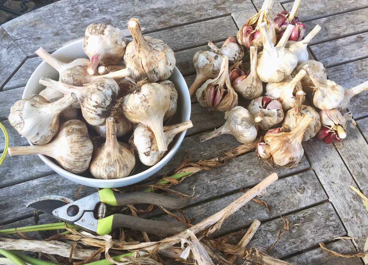 sweetpeasalads's tweet photo. First lot of seed #garlic separated from using garlic. #AutumnSown #SolentWight https://t.co/1z86MByWyp