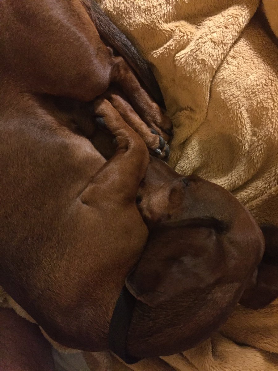 zespin's tweet photo. Newest member of the family Lupo the wonder wiener #midwestdoxierescue @katieesp this dude is cra-cra, and I wouldn't have it any other way https://t.co/c0Z4047Mjf