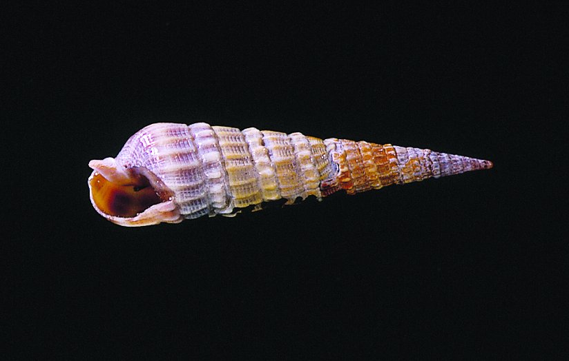 SeaGrantNC's tweet photo. This week's #NCSeashell is the eastern auger! It's name comes from the shells screw-like shape. Find some before summer is over! https://t.co/9m1uxDgF5a