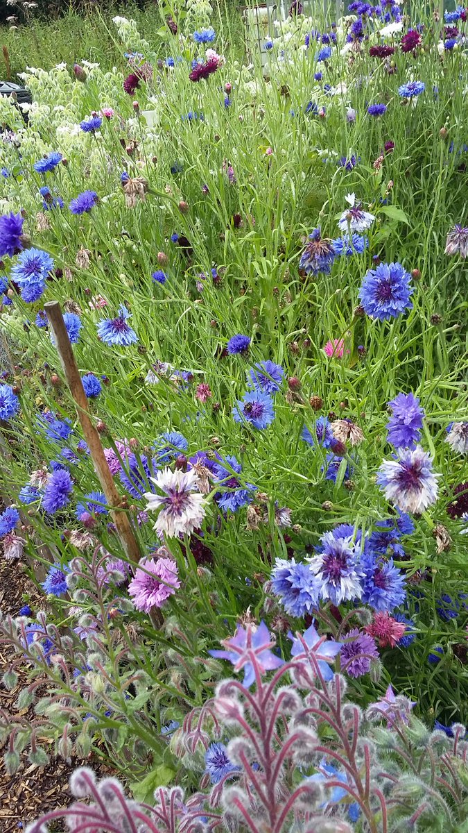 Asslossgarden2's tweet photo. The  AC garden  in the  steady rain this   morning. plus drying frame! Bees still active @howardfarm @AyrshireLarder .+thanks  for all help https://t.co/8bM4xuNirQ