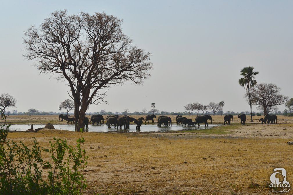 africaInscribed's tweet photo. Elephants congregate at every waterhole in the dry season, in Hwange National Park, Zimbabwe. This waterhole is at Linkwasha Camp. https://t.co/jHqdjmwtNw