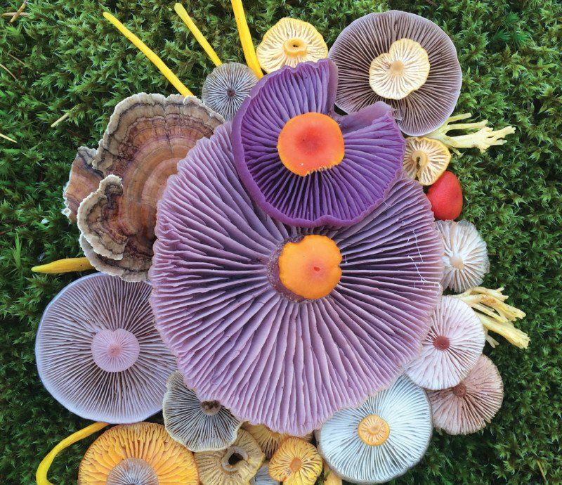 Is it a #mushroom, or a piece of #art? This photographer lives in tune with the #nature. #photography #mycology buff.ly/2v8UQIS