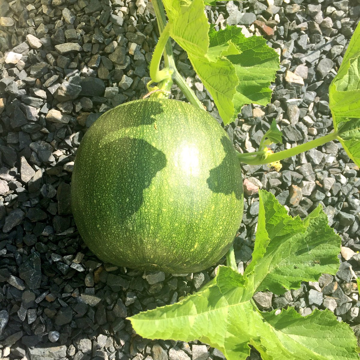 spelland's tweet photo. If my pumpkin patch is already producing these beauties... what's it going to look like in the Fall?! #goodsoil #mbgrown #Manitoba https://t.co/x6qdczMyr6