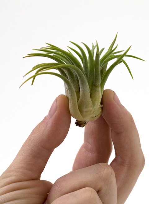 Cuemars's tweet photo. We will be at #backyardmarket this weekend on #bricklane @TrumanMarketsE1   
#bricklane #shoreditch #eastlondon #concretemaker #airplants https://t.co/BIyJrfFvZC