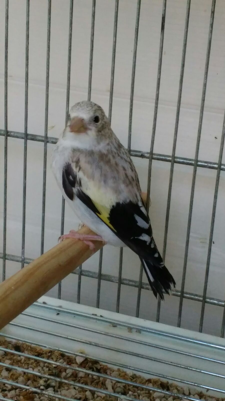 Chardonneret Femelle De 17 T Co Ke1rmhsax5 Twitter