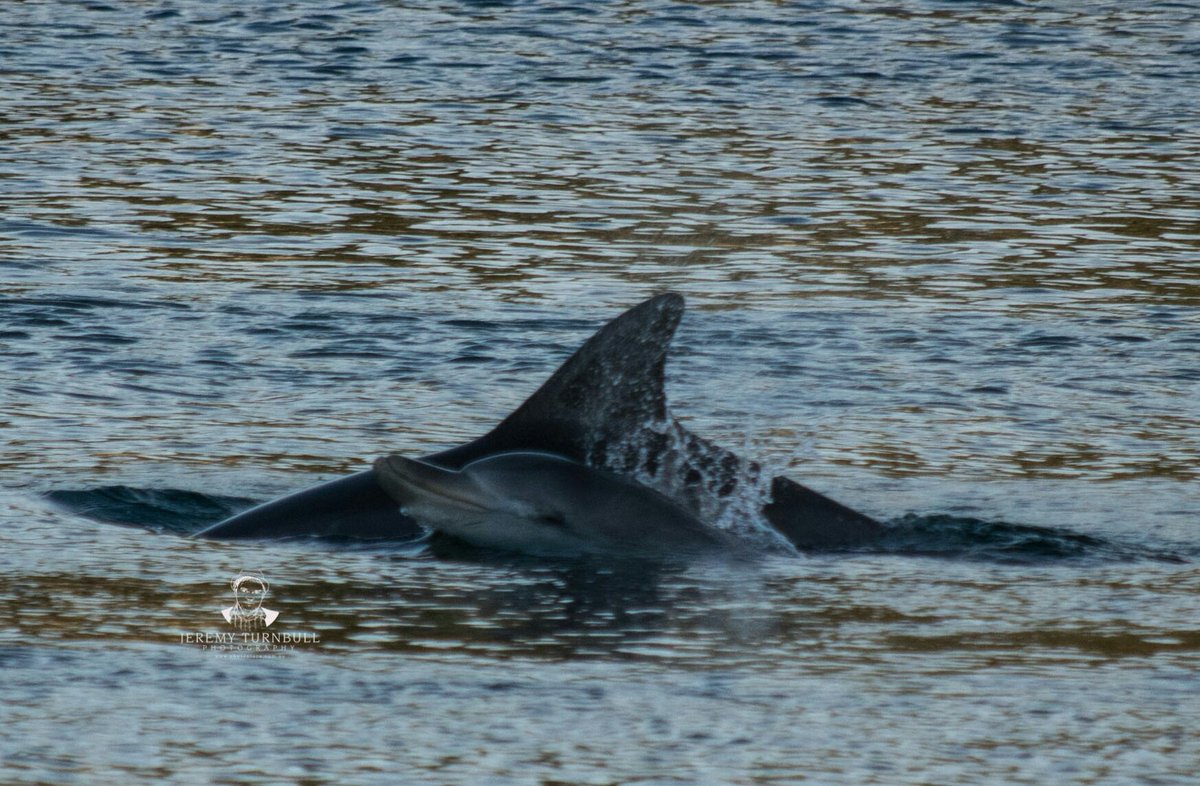 I need was lucky enough to see and photograph this mother and baby dolphin over the weekend 😀
#DigitalMarketing #SEO #SMM #Dolphins