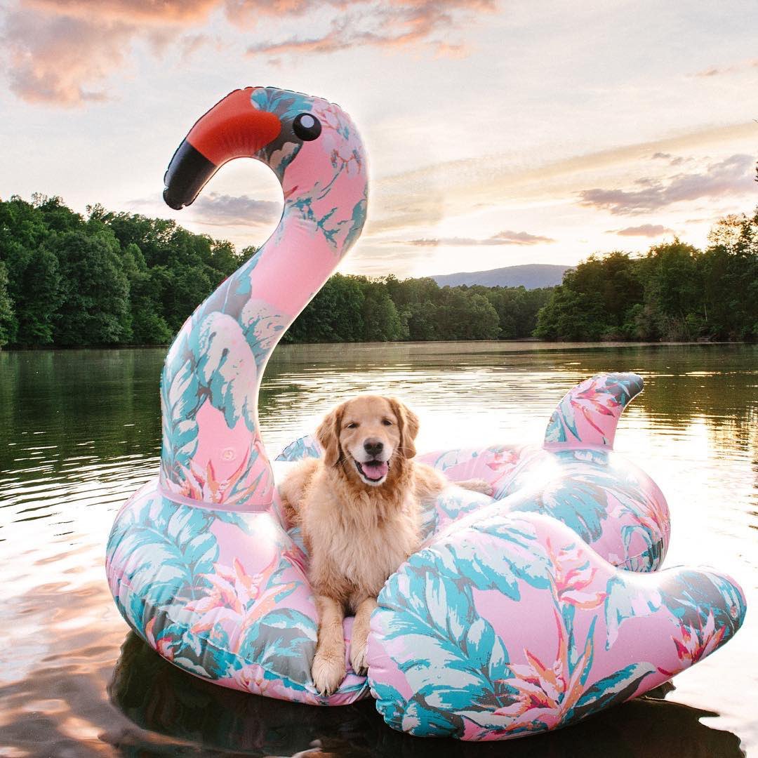 pipabella's tweet photo. Sunday well spent! 😎
📷@dogsofinstagram
#WheresPB #DogLover #PipaBella https://t.co/GQmC7vY4z5