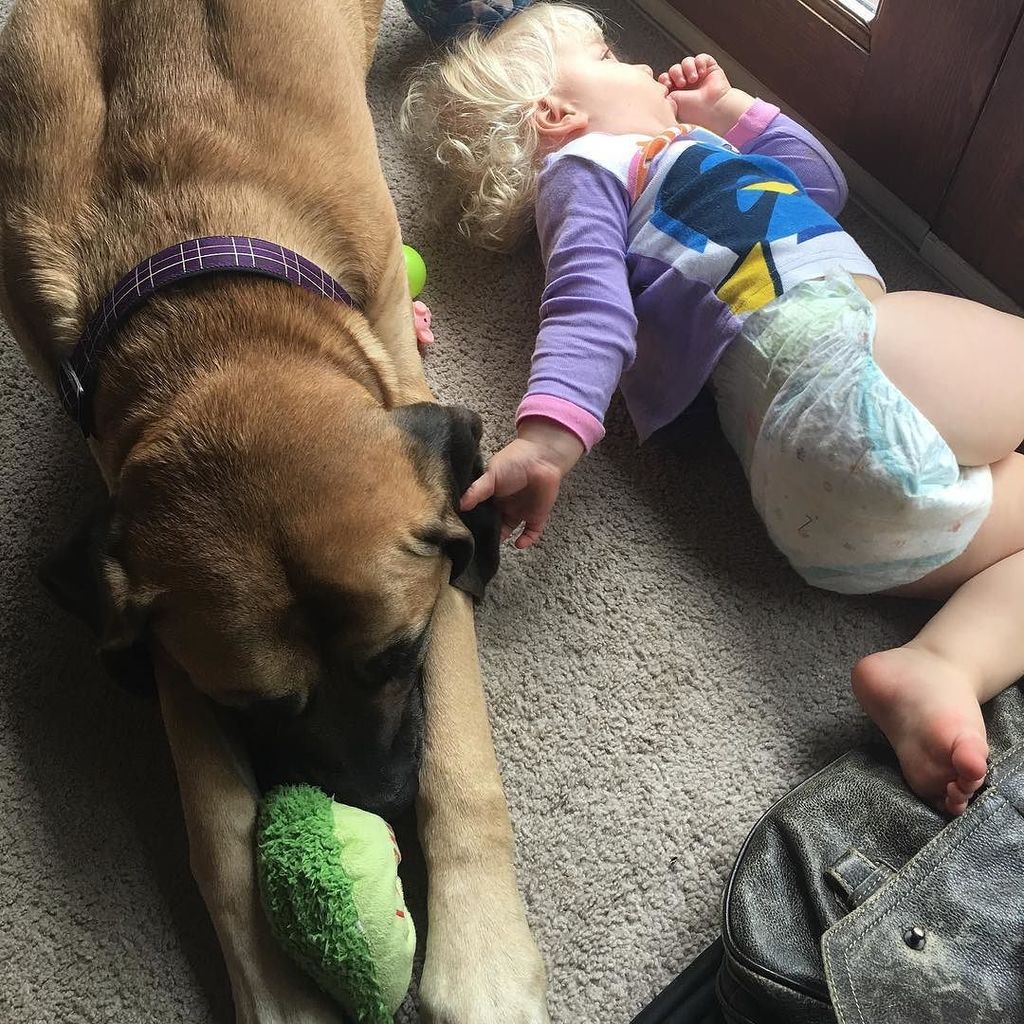 jrshannon77's tweet photo. A girl and her dog... #els2015 #toddlerlife #mastiffsofinstagram #mastiff #cbus #asseenincolumbus #columbus #dogso… https://t.co/LxoMjIwP3L https://t.co/Tac29jS57j