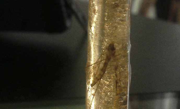 collectionofgem's tweet image. #Amber (Kopal) from #Toamasina, Madagascar 
buff.ly/2vCuJuj