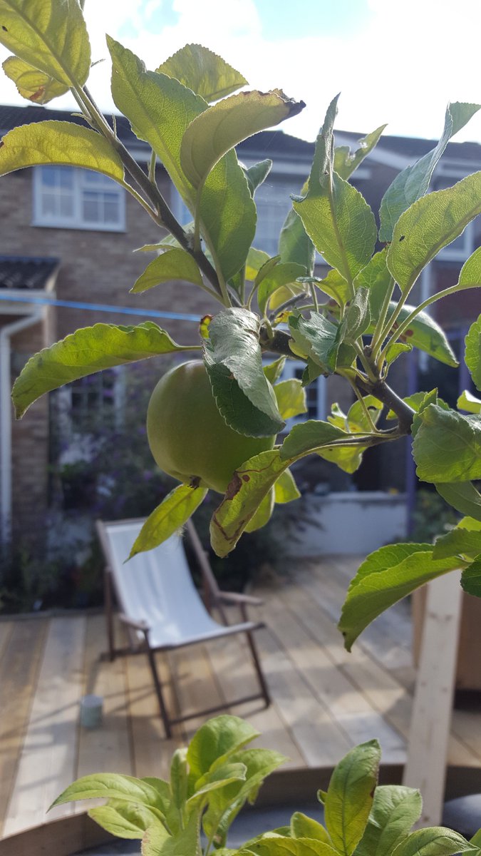 bumbleandhare's tweet image. Our 1 precious apple we managed to produce this year. Luckily the supermarket have lots! 😁 @GWmag