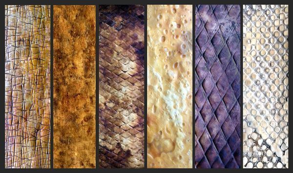 How an artist took the cow out of leather and replaced it with ‘shroom skins #biotech buff.ly/2wj8l7n