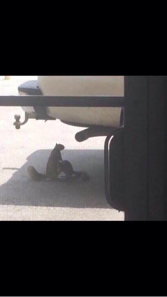 CauseWereGuys's tweet photo. My boy squirrel getting head in the parking lot https://t.co/zoADJFAPOi