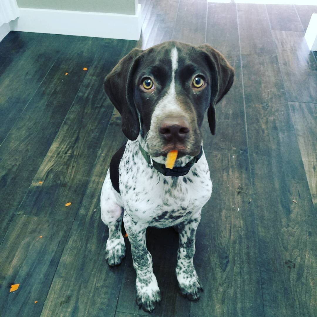 Sundog picture of our dog, Ansel...and his carrot of course!