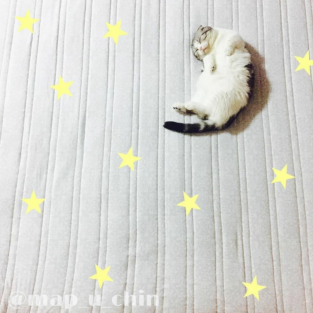 猫の寝相アートが可愛すぎる！ww足の短さも可愛さのポイント？ww