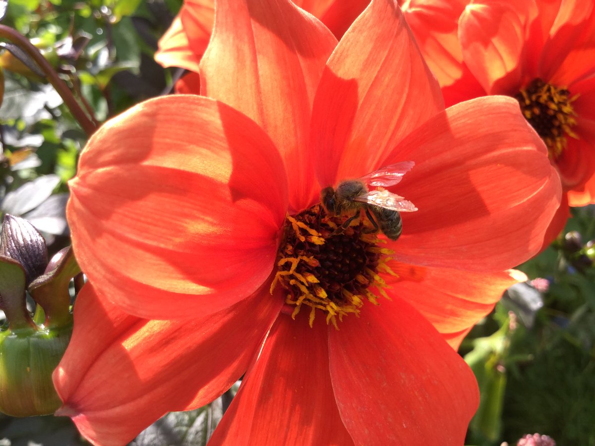 NaturalBeeTrust's tweet photo. Dahlias are irresistible. But for bees to be useful they must be single. #organic #growingforbees https://t.co/H90Afavu64