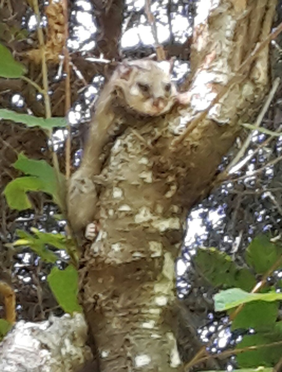 agobolly's tweet image. 