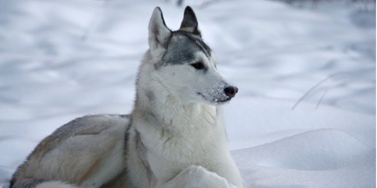 'Game of Thrones' fans buying huskies; then abandoning them bit.ly/2vutf62 https://t.co/RBIkFaJFUo