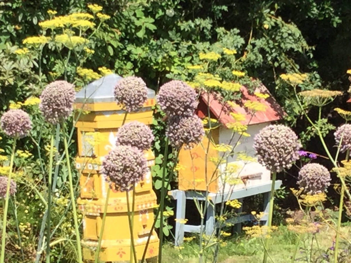 NaturalBeeTrust's tweet photo. Such a beautiful #nectarflow Sunday #Happiness #elephantgarlic  #growingforbees #lobelia #groworganic https://t.co/OxuWsULxm2
