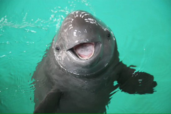 Leah Nikky (@lelenikky) on Twitter photo MUSICAL CLUES BEGIN TODAY. my life now has a #porpoise again. @mikjmyers_18 <a href="/BenSpieldenner/">Ben Spieldenner</a> MUSICAL CLUES BEGIN TODAY. my life now has a #porpoise again. @mikjmyers_18 <a href="/BenSpieldenner/">Ben Spieldenner</a>