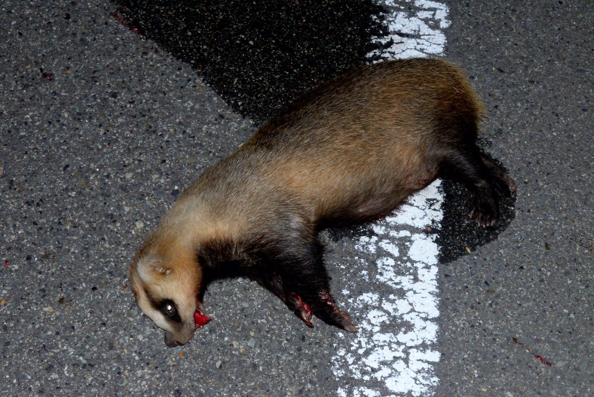 げんき A Twitter アナグマの轢死体 可哀想だけど 轢かれて間もない様子だった 寄贈できたら良かったものの 自分にはちと厳しい げんき A Twitter アナグマの轢死体 可哀想だけど 轢かれて間もない様子だった 寄贈できたら良かったものの 自分にはちと厳しい