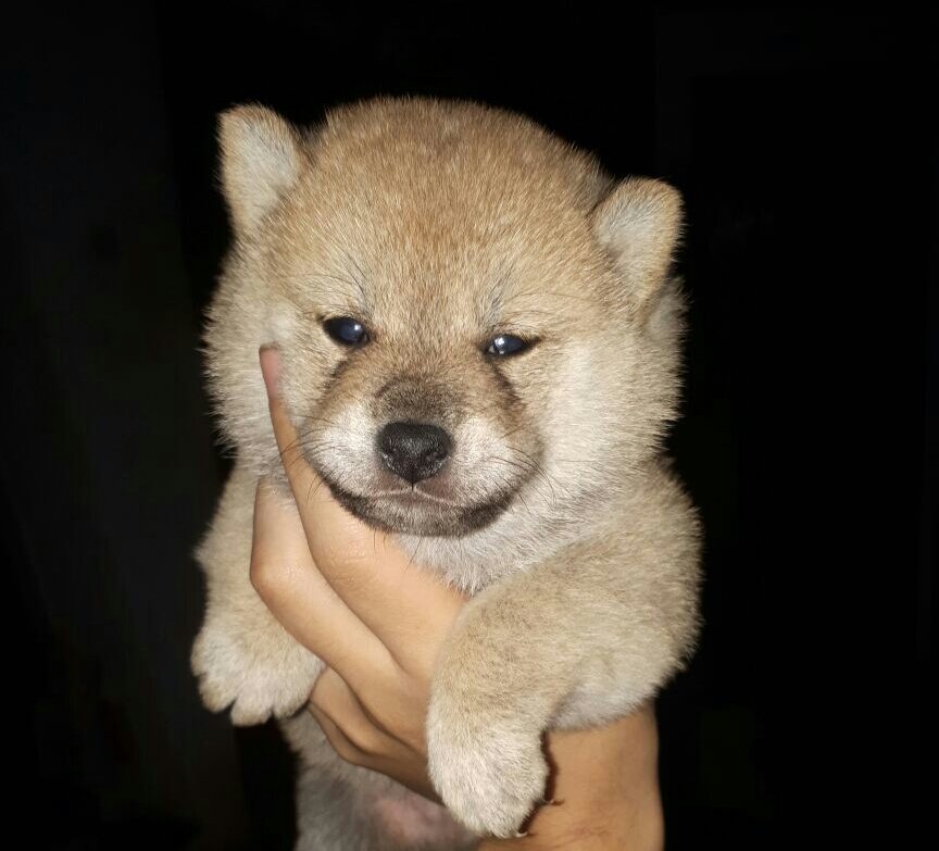 oftoshi's tweet image. Shiba Inu disponibles el mejor regalo Día del Niño