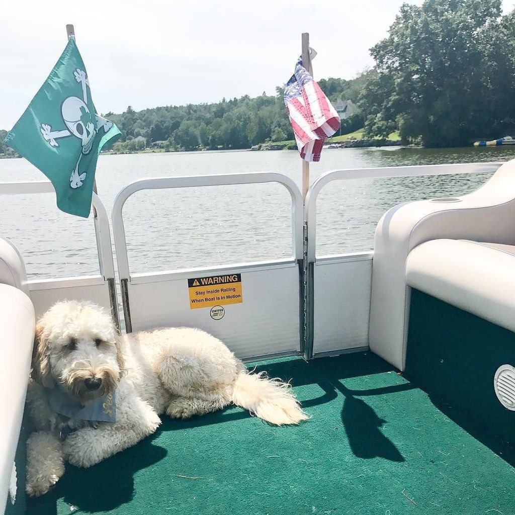 leo_doodcaprio's tweet photo. Dog daze of summer https://t.co/GgyF4O66cY https://t.co/9AJvckVnyW
