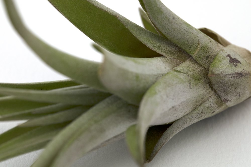 Cuemars's tweet photo. Our airplants are now available online and in store
#airplants #tillandsia #airplant #concretemaker #eastlondon #designermaker #madeinlondon https://t.co/kK62A3P4Gy