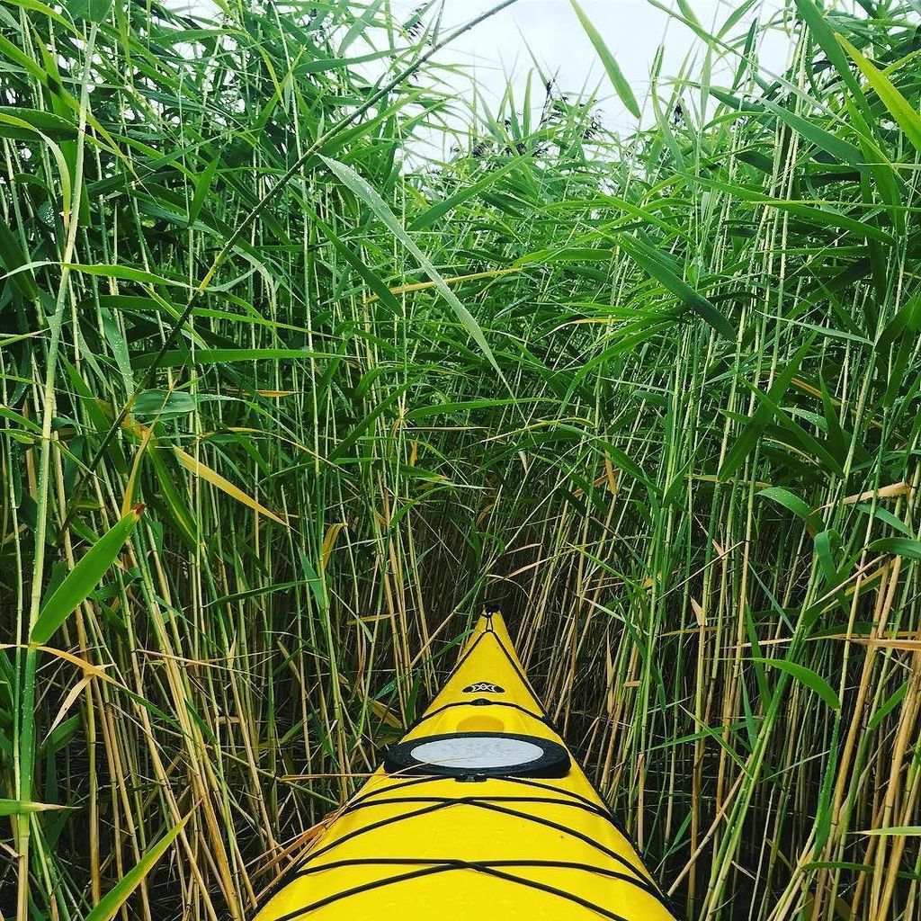 jkuylen's tweet photo. Adventure mode: ON! #kayaking #kayak #kayakholiday #training #perceptionkayaks #notfurther #bush #exploring #wegot… https://t.co/Z0TxvS2RTs https://t.co/EYrmrD2SxE