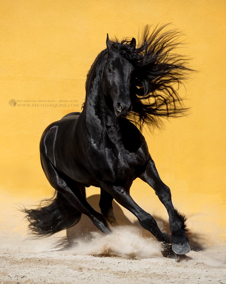 Photo_Equine's tweet photo. Friesian stallion from Frisiones de la Cruz, Spain

© Katarzyna Okrzesik-Mikołajek https://t.co/wdzane7QeB