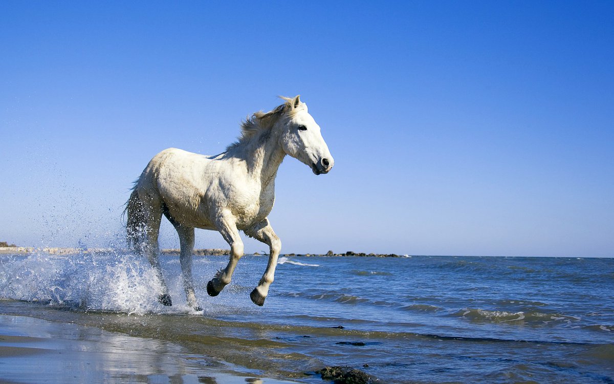 Summer is coming to an end! Make the most of it, Mustangs!