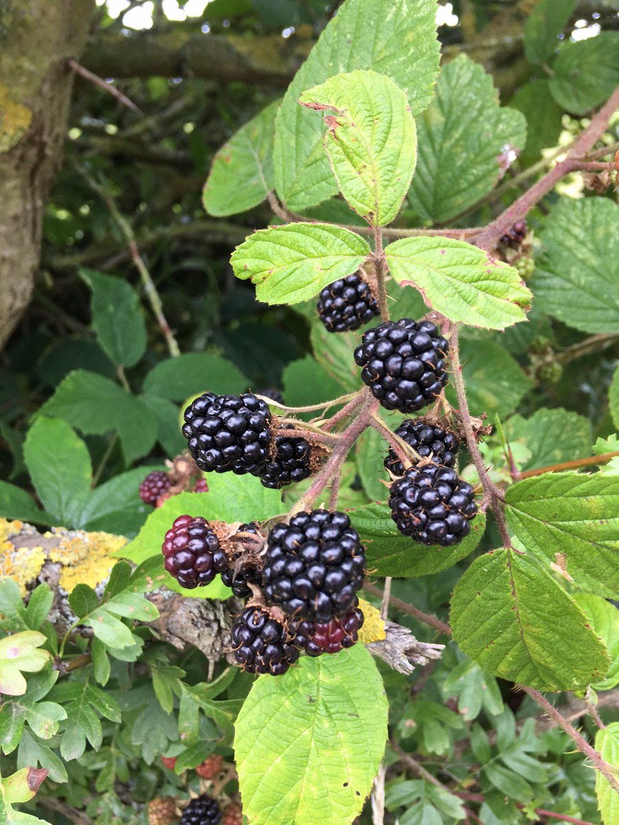 RedSmithDistill's tweet photo. Fruits of foraging, even came across a few figs #Bramble cocktail #ForagedCocktails #GinCocktails https://t.co/R7HSCybaKt