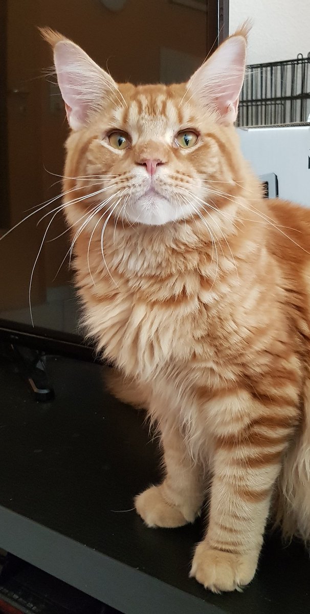 LeoRemember's tweet photo. JayJay, in wenigen Tagen 9 Monate alt.  Sein Papa (mit Tweety) und seine Mama (mit Ronny) werden diesen Monat wieder Eltern #RememberLeos https://t.co/zkEtQpAVRu