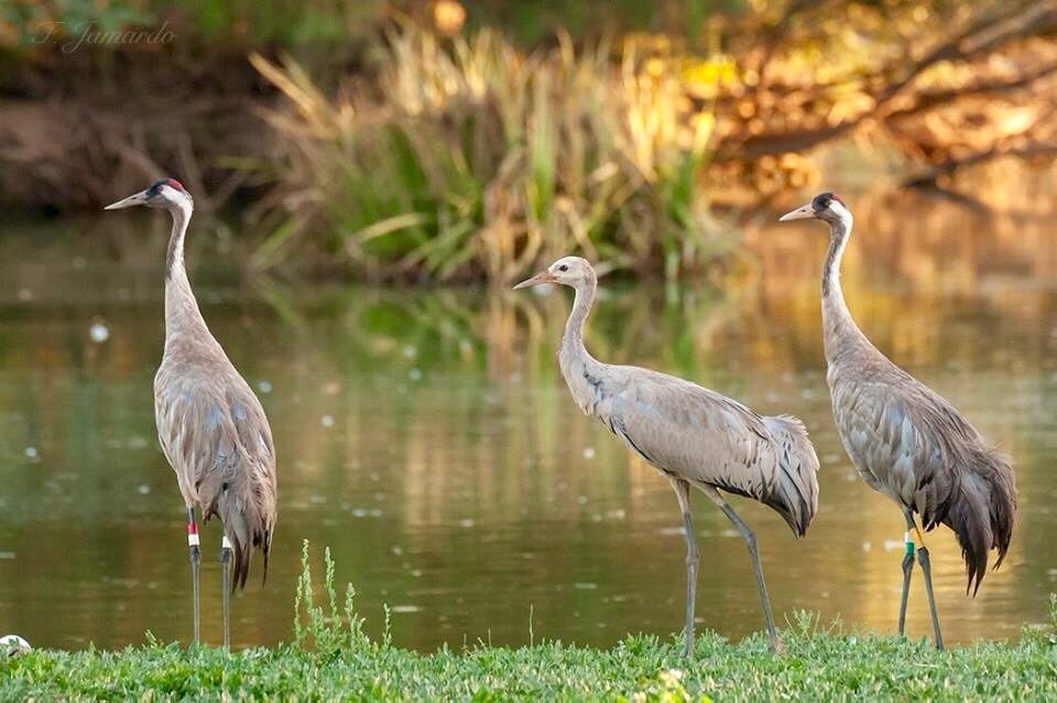 "DOÑANA" primera grulla nacida en Doñana después de 100 años,de padres procedentes de La Cañada de los Pájaros