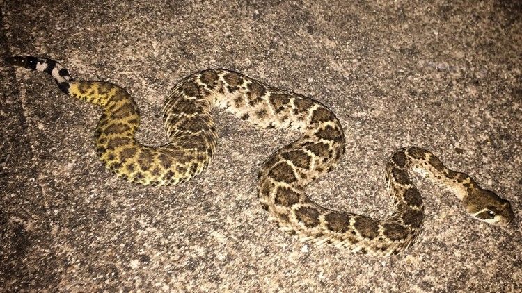 SnakeAdvocate's tweet photo. Thanks @statesman for using https://t.co/2qGiUFrHUJ to provide sound advice for #LivingWithSnakes: https://t.co/TwJPyh3WDr https://t.co/z77xQBDNaZ